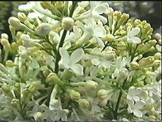 white lilac